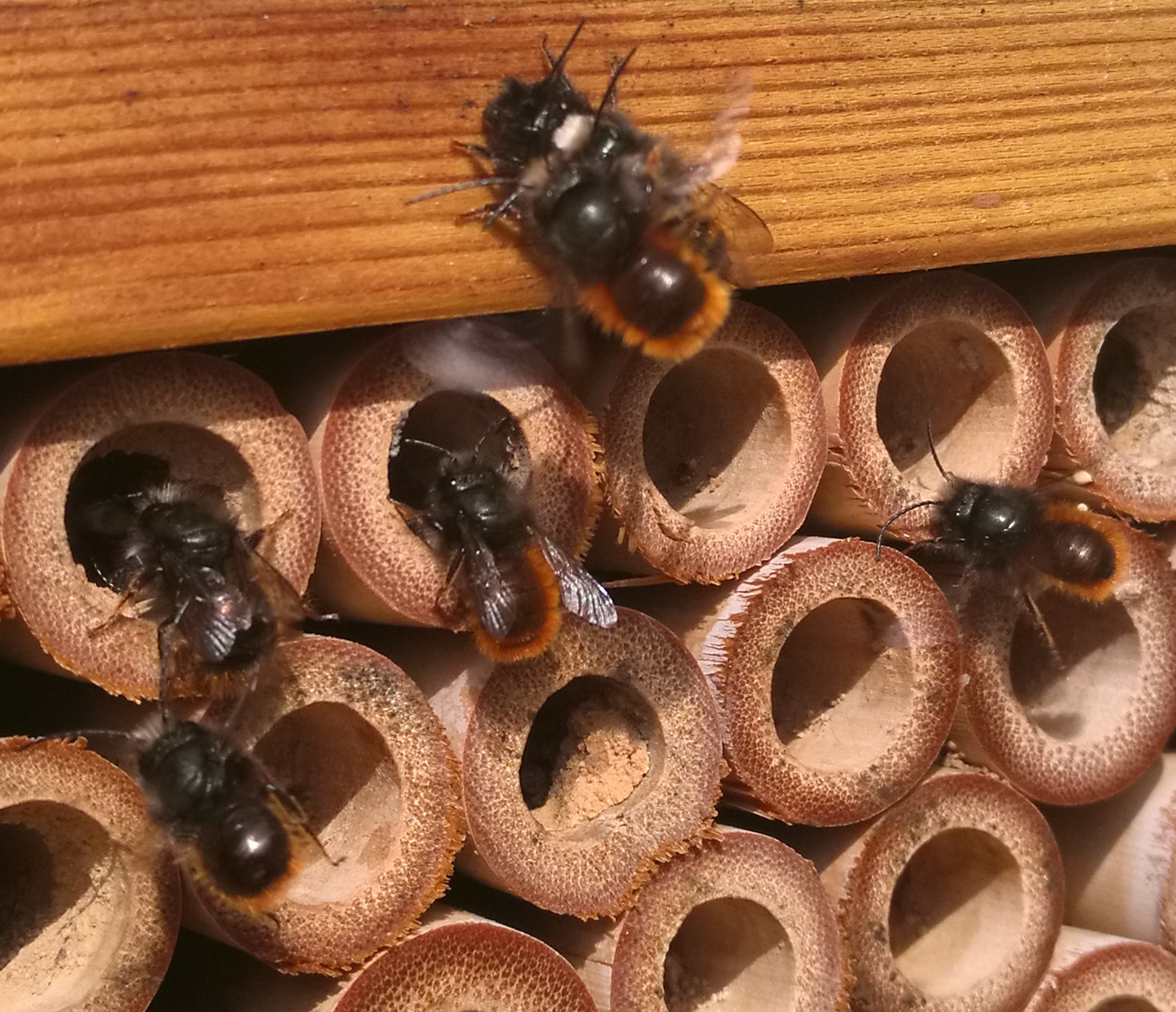 Spring Flowers Hornfaced Bees Fruhlings!   blumen Mauerbienen - spring flowers hornfaced bees fruhlingsblumen mauerbienen by jaki01 steem